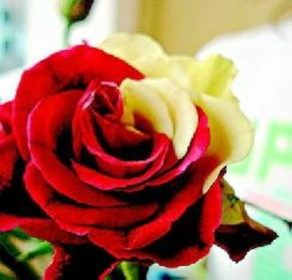 Vibrant gelb rot rose variety samen for landscapes