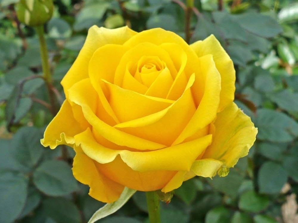 Vibrant gelb rose pflanzen in full bloom