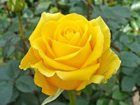 Vibrant gelb rose pflanzen in full bloom