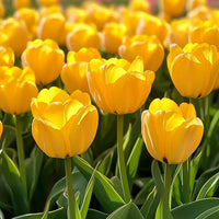 hell Gelb Tulpe Blumensamen – Wildblume Mischung Traditionssorte & ohne Gentechnik Samen Hausgarten