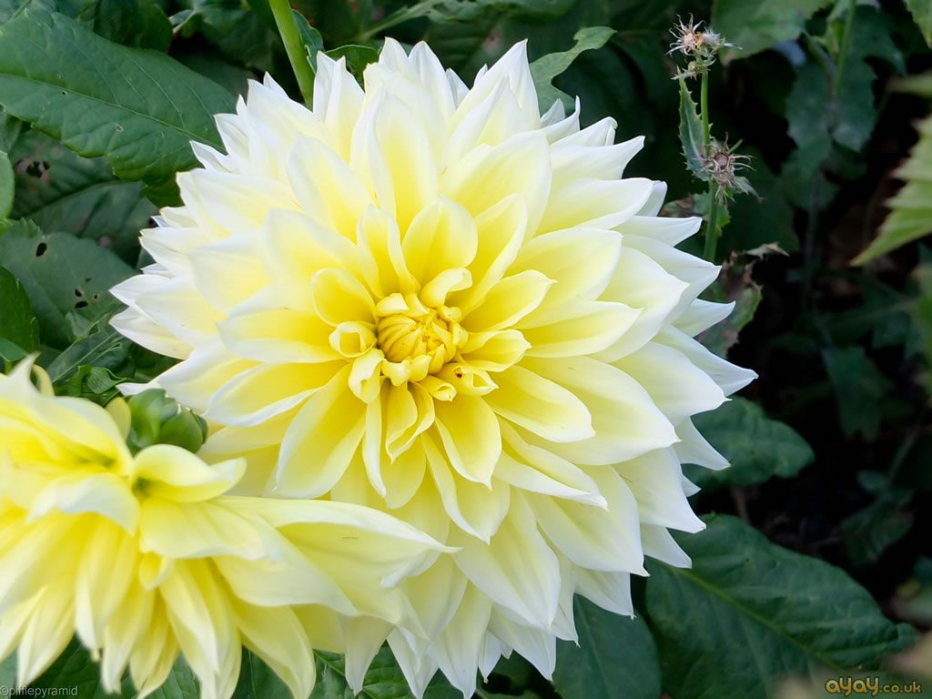 Vibrant gelb and weiß dahlia pflanzen in bloom