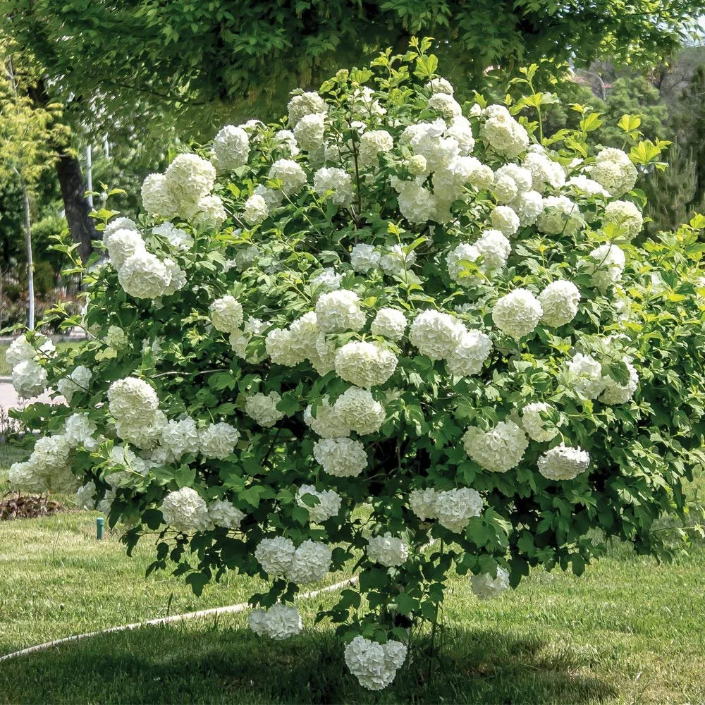 Schnee ball blumen baum Samen für einfaches Anpflanzen