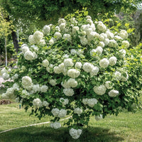 Schnee ball blumen baum Samen für einfaches Anpflanzen