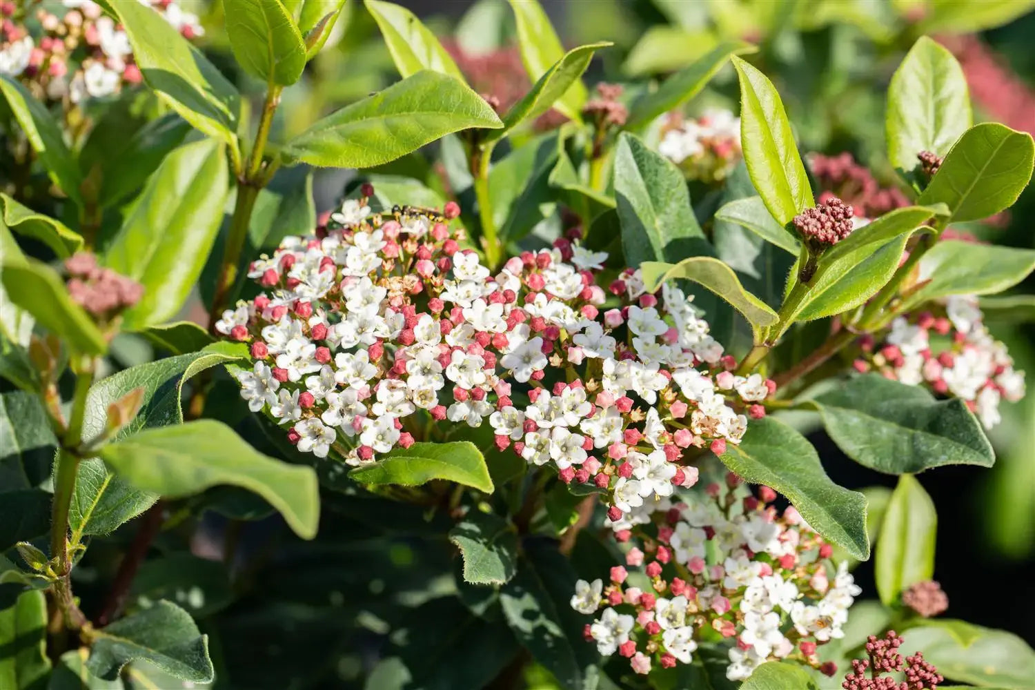 Laurel Strauch Blumensamen zur Aussaat lang Blüte Saison Traditionssorte & ohne Gentechnik Samen Hausgarten