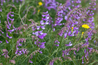 Blau Vetch Blumensamen zur Aussaat – Halbschatten verträglich – Traditionssorte & ohne Gentechnik Samen Hausgarten