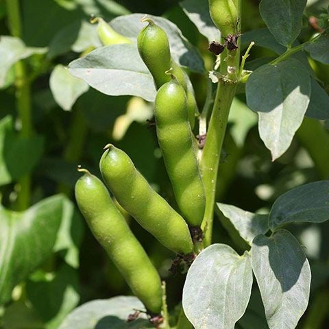 Vicia faba grüne leaf samen für home gardening
