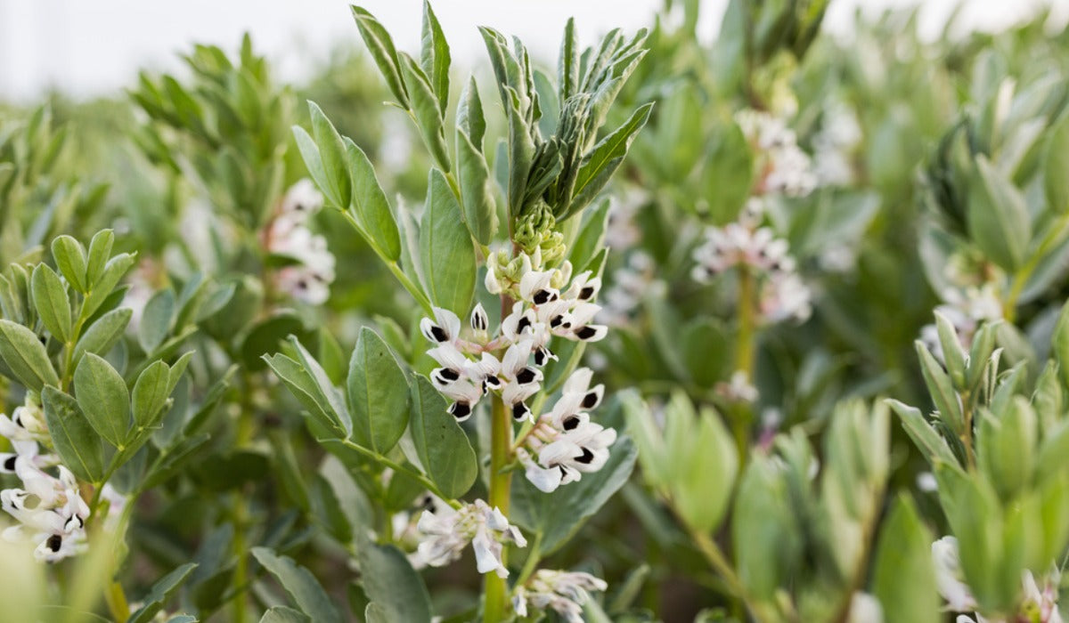 Vicia faba samen non gmo für aussaat