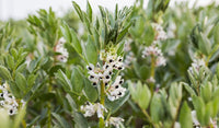 Vicia faba samen non gmo für aussaat