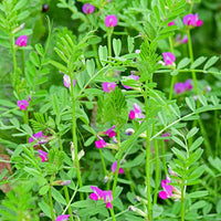 klein Rosa Wicke Blumensamen zur Aussaat – Traditionssorte ohne Gentechnik biologisch Garten Samen – leuchtend Blüten Keimung