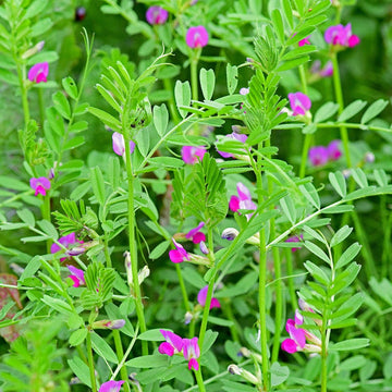 klein Rosa Wicke Blumensamen zur Aussaat – Traditionssorte ohne Gentechnik biologisch Garten Samen – leuchtend Blüten Keimung