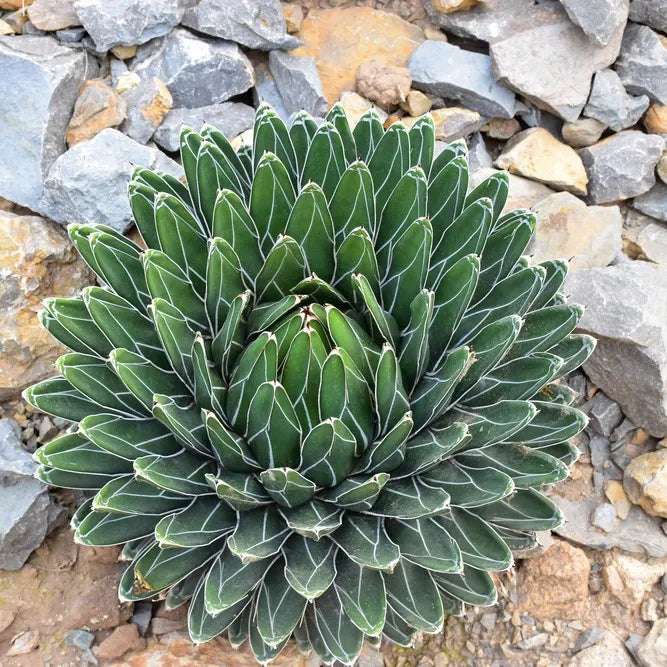 Victoriae Samen Germinating in Cactus Soil