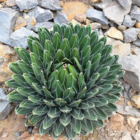 Victoriae Samen Germinating in Cactus Soil