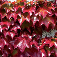 Parthenocissus Blumensamen zur Aussaat Wildblume Mischung Traditionssorte & ohne Gentechnik Samen Hausgarten