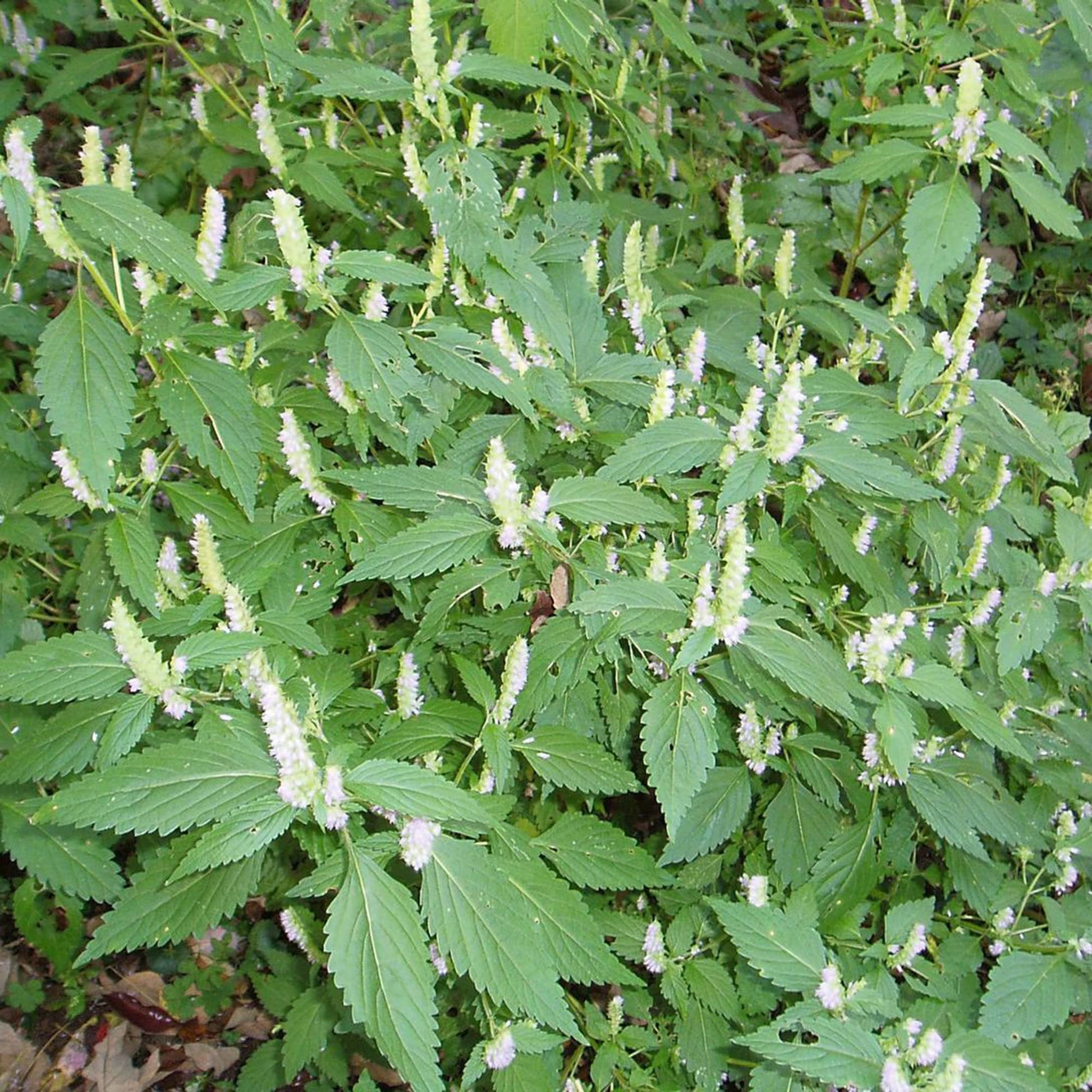 Vietnamese Mint moisture-loving ornamental Kraut