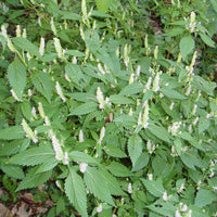 Vietnamese Mint moisture-loving ornamental Kraut