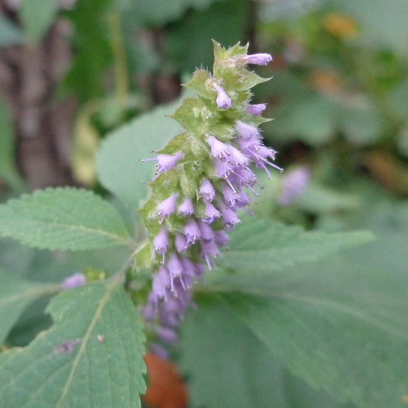 Vietnamese Mint Samen Persicaria odorata ornamental Kraut