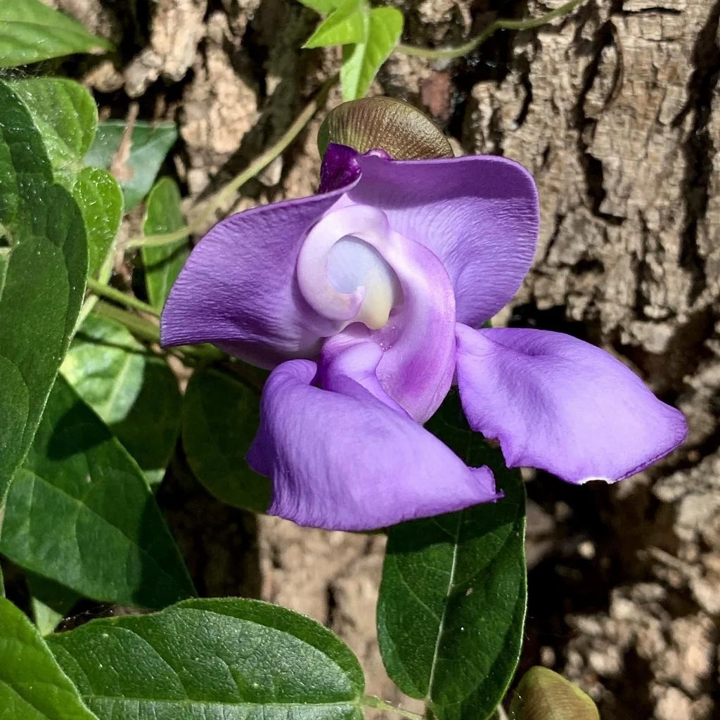 Corkscrew Vine Samen zur Aussaat kletternd Blüten