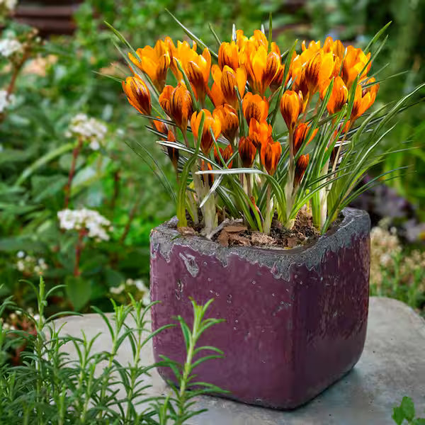 Orange Crocus Blumensamen zur Aussaat leuchtend Traditionssorte & ohne Gentechnik Samen Hausgarten