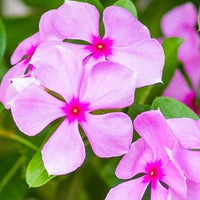Baby rosa vinca blumen in garten beds