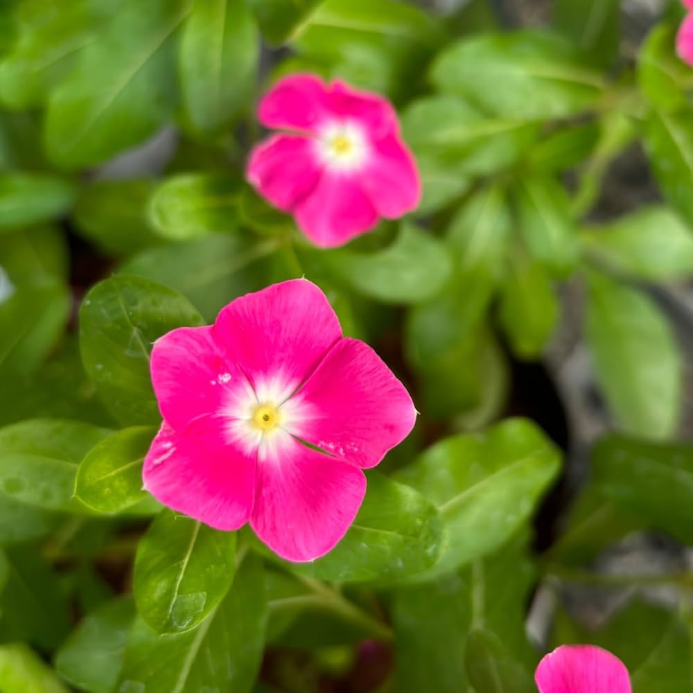 Dark rosa vinca planted in garten border