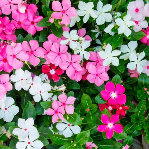 Rosa Immergrün Blumensamen zur Aussaat hochwertige Qualitäts- Traditionssorte & ohne Gentechnik Samen Hausgarten