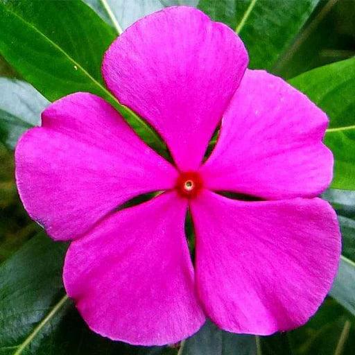 Close-up of dark rosa vinca petals and foliage