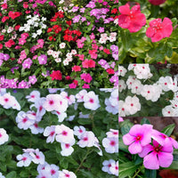 Closeup of mixed periwinkle vinca blumen
