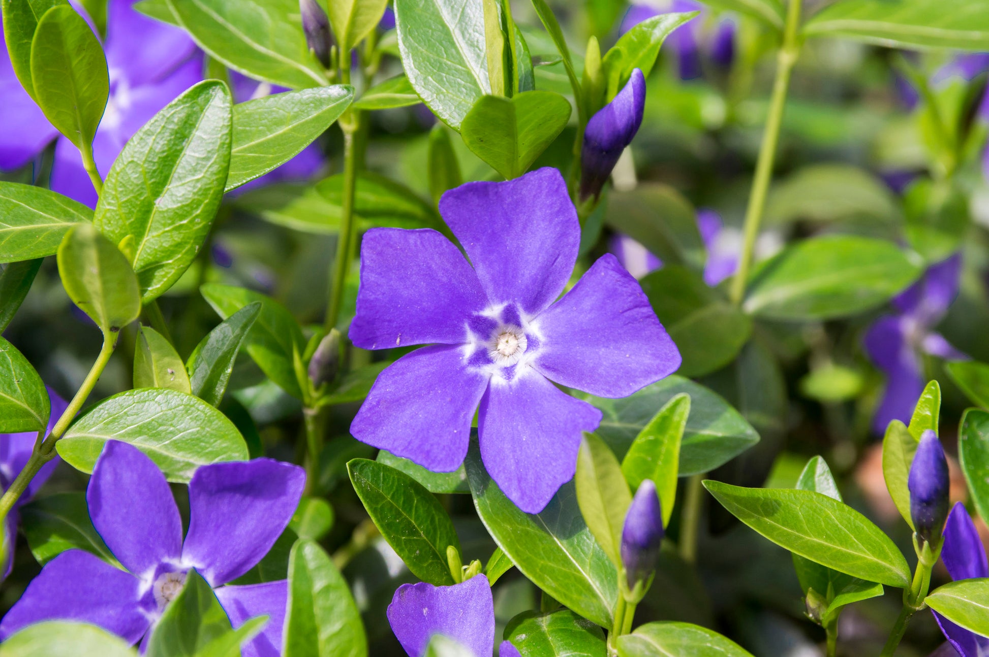 Violett Immergrün Immergrün Samen zur Aussaat – Blüten