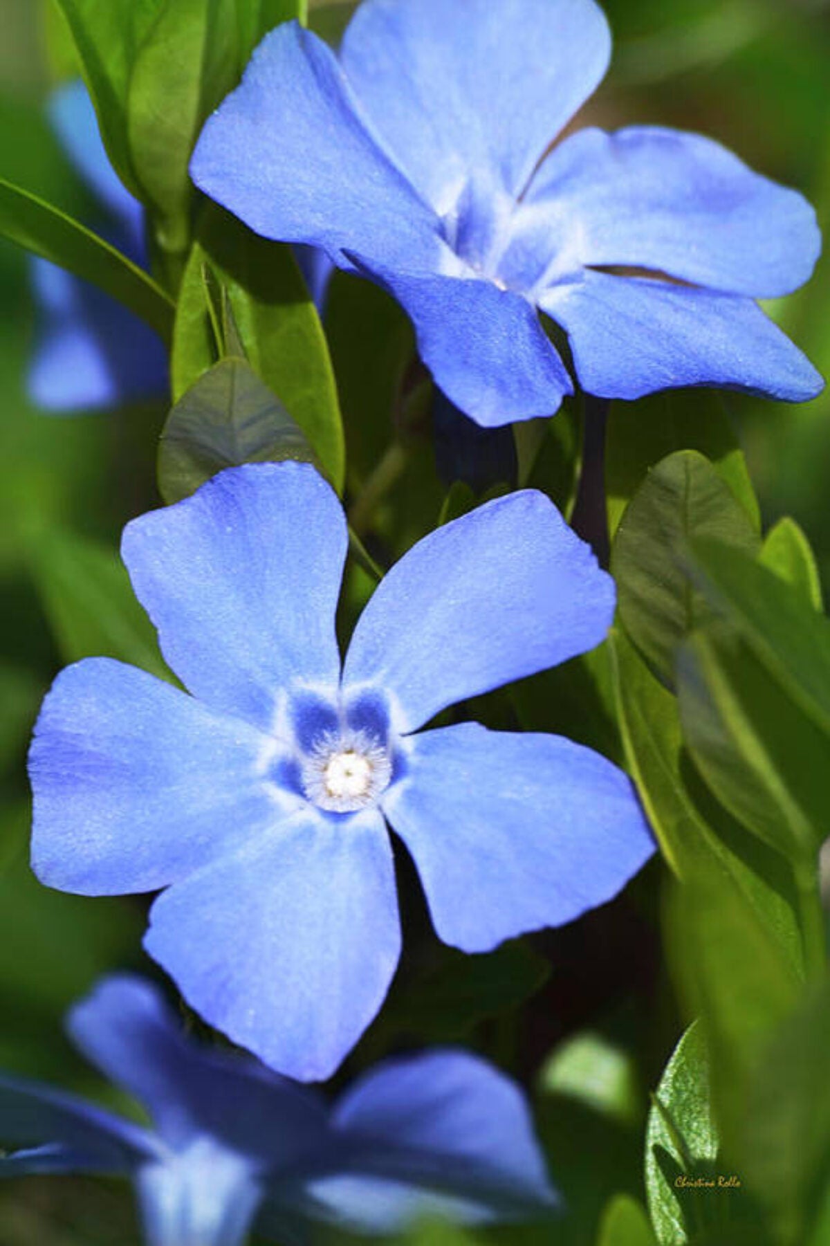 Blau Immergrün Blumensamen zur Aussaat ideal Rabatten Traditionssorte & ohne Gentechnik Samen Hausgarten
