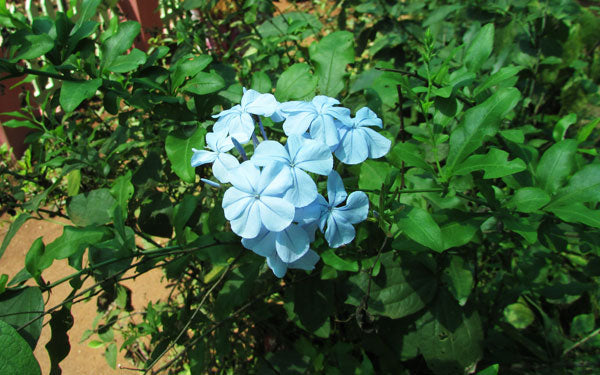 How to grow light blau vinca blumen