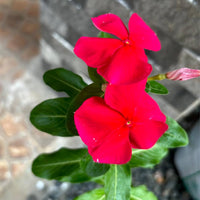 Vinca rot blumen wachsend in garten beds