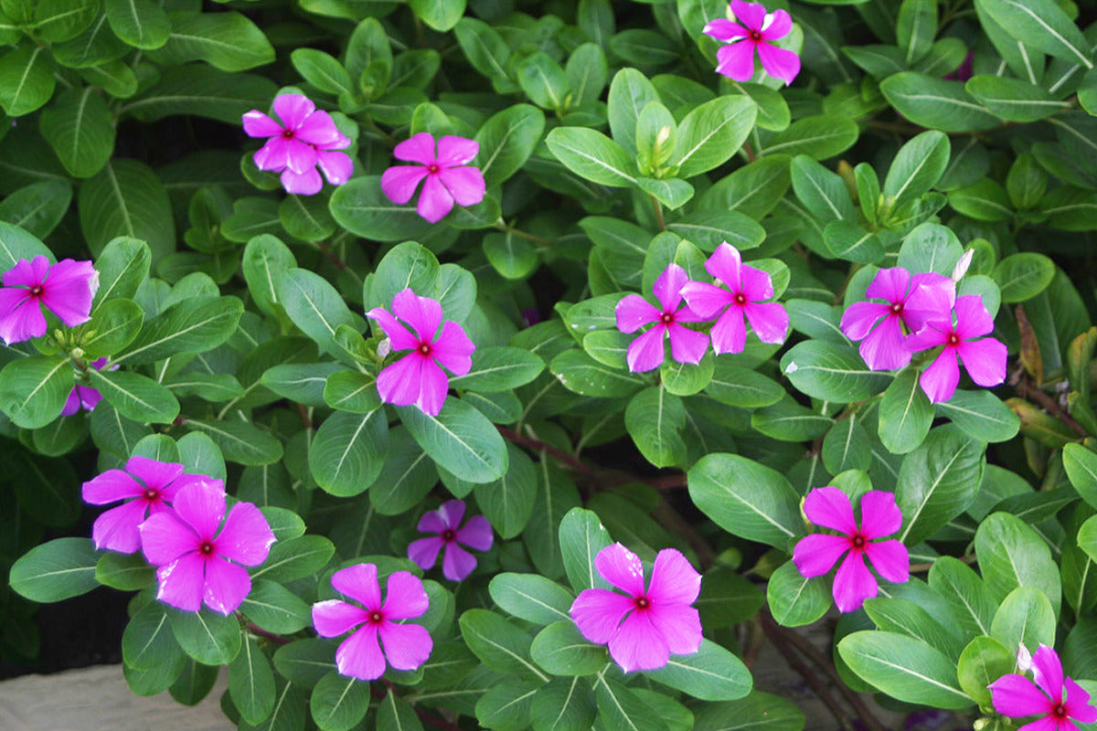 Immergrün Blumensamen zur Aussaat – Garten beliebt – Traditionssorte & ohne Gentechnik Samen Hausgarten