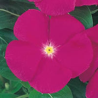 Vinca victory blume samen for anpflanzung
