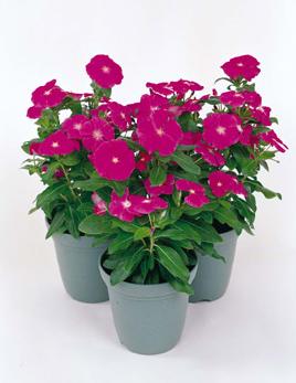 Vinca victory blumen in töpfen and containers