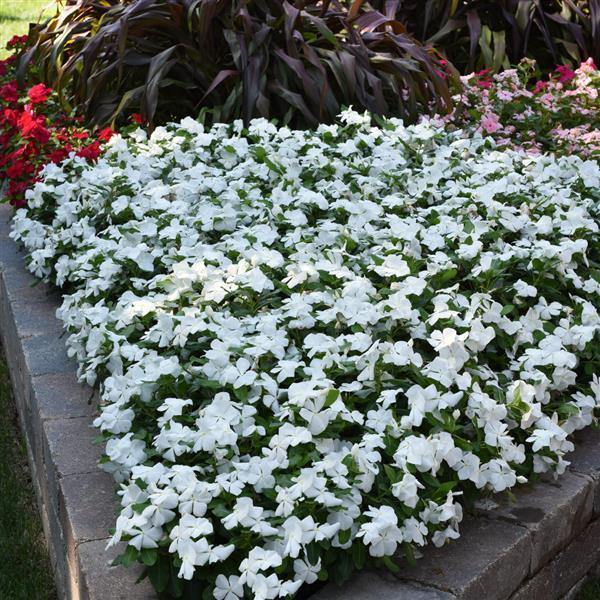 Weiß Immergrün Rosea Blumensamen zur Aussaat Samen Pure und elegant Blüten