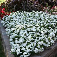 Weiß Immergrün Rosea Blumensamen zur Aussaat Samen Pure und elegant Blüten
