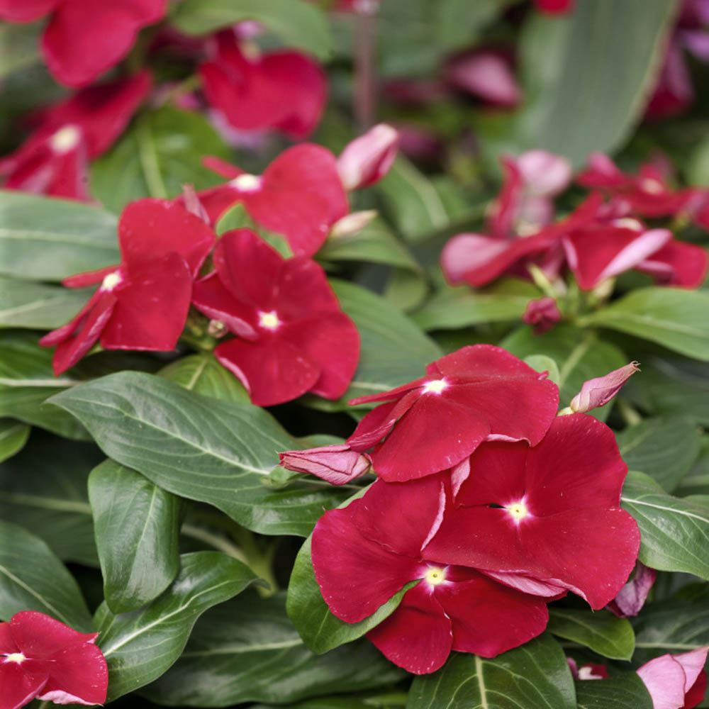 Immergrün Cooling Rot einjährig Samen leuchtend Rot Blumen