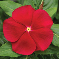 Rot vinca rosea blume samen for anpflanzung - shade tolerant, heirloom & gmo free samen for home garten
 
 sale for anpflanzung in home garten