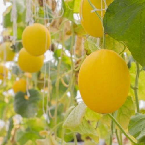 Junge Pfirsich melone Samen für einfaches Anpflanzen