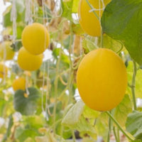 Junge Pfirsich melone Samen für einfaches Anpflanzen