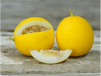 Junge Pfirsich melone Samen für einfaches Anpflanzen