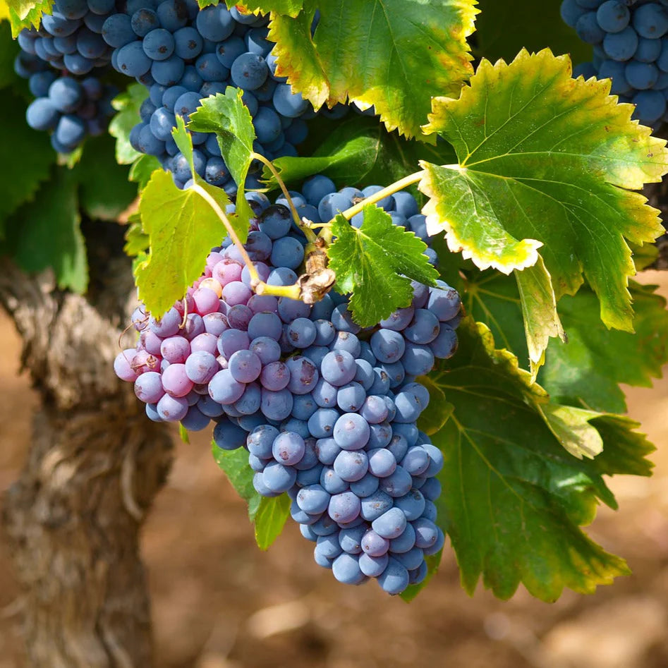 Vitis labrusca Samen für einfaches Anpflanzen