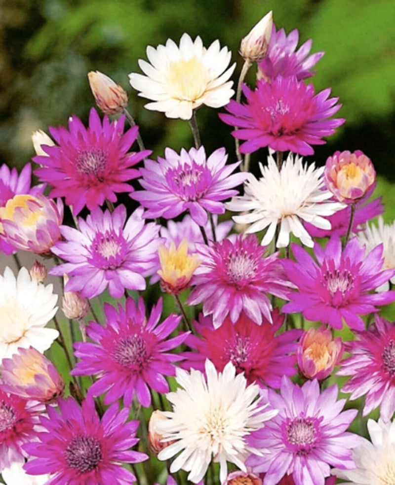 Vintage xeranthemum blume samen for easy anpflanzung