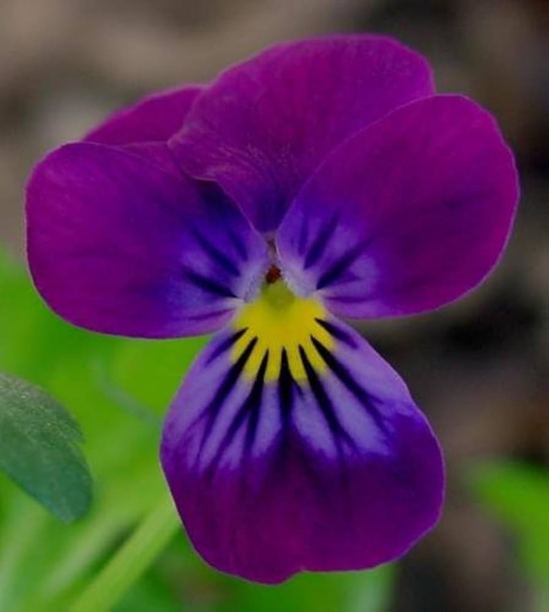 Viola cornuta enrico fiore samen für cool-season gardens