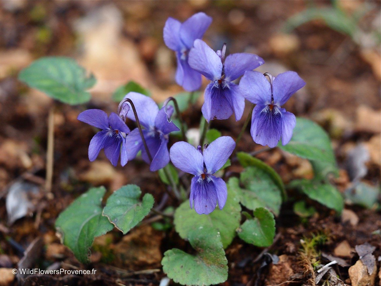 Close-up of blau viola mandshurica petals