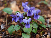 Close-up of blau viola mandshurica petals