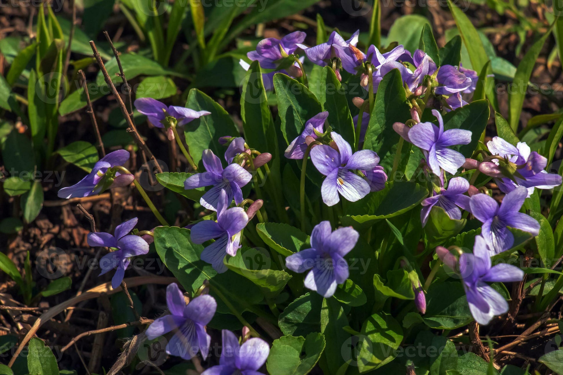 Blau viola mandshurica blumen in garten bed