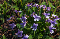 Blau viola mandshurica blumen in garten bed