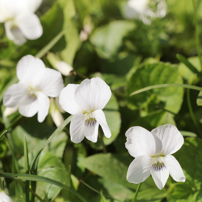 Veilchen Alba Blumensamen zur Aussaat Wildblume Mischung Traditionssorte & ohne Gentechnik Samen Hausgarten