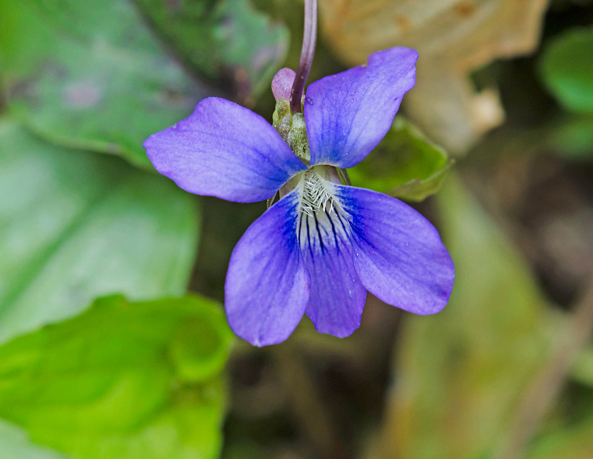Viola sororia blume samen for anpflanzung - compact growth, heirloom & gmo free samen for home garten
 
 sale samen for home garten